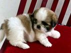 Shih Tzu Puppy