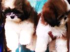 Shih Tzu Puppy