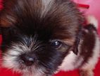 Shih Tzu Puppy
