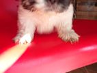 Shih Tzu Puppy