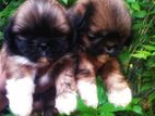 Shih Tzu Puppy