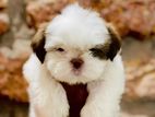 Shih Tzu Puppy