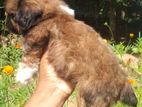 Shih Tzu Puppy