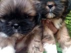Shih Tzu Puppy