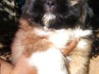 Shih Tzu Puppy