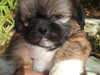 Shih Tzu Puppy