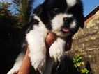 Shih Tzu Puppy