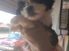 Shih tzu puppy
