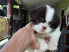 Shih Tzu Puppy