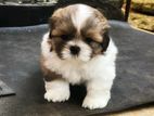 Shih Tzu Puppies