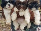 Shih Tzu Puppy