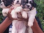 Shih Tzu Puppy