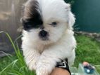 Shih Tzu Puppy