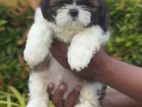 Shih Tzu Puppy