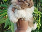 Shih Tzu Puppy