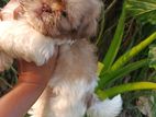 Shih Tzu Puppy