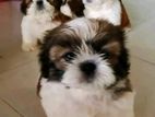 Shih Tzu Puppy