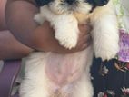 Shih Tzu Puppy