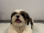 Shih-Tzu Puppy