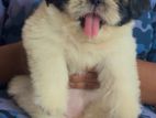Shih Tzu Puppy