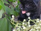 Shih Tzu Puppy