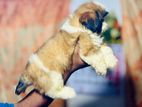 Shih Tzu Puppy