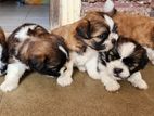 Shih Tzu Puppy