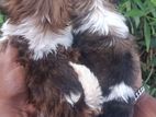 Shih Tzu Puppy
