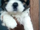 Shih Tzu Puppy