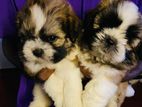 Shih Tzu Puppy