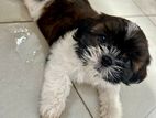 Shih Tzu Puppy