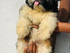 Shih Tzu Puppy