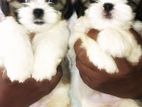 Shih Tzu Puppy for Crossing