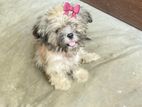 Shih Tzu Puppy