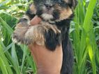 Shih Tzu Puppy