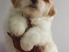 Shih Tzu Puppy