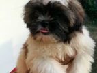 Shih Tzu Puppy