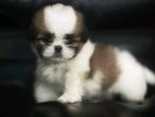 Shih Tzu Puppy