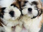 Shih Tzu Puppy