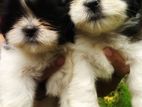 Shih Tzu Puppy
