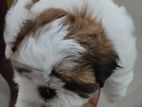Shih Tzu Puppy