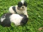 Shih Tzu Puppies