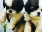 Shih Tzu Puppy