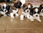 Shih Tzu Puppies
