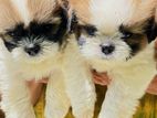 Shih Tzu Puppy