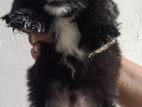 Shih Tzu Puppy