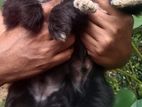 Shih Tzu Puppy