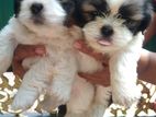 Shih Tzu Puppy