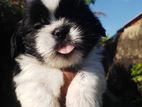 Shih Tzu Puppy