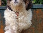 Shih Tzu Puppy